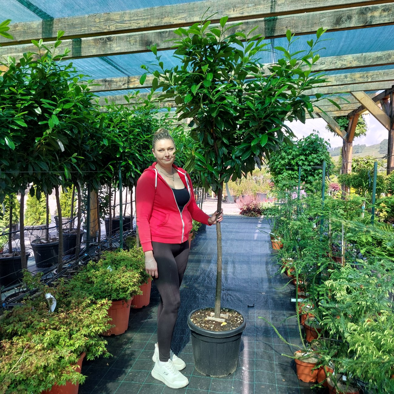 Obrázok Vavrínovec lekársky (Prunus laurocerasus) ´NOVITA´ - výška 150-180 cm, obvod kmeňa 10/12 cm, kont. C35L (-22°C) NA KMIENKU